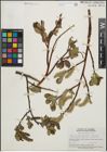 Foto von Salix himalayensis (Andersson) Flod.